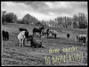 Concours Equifun à la Ferme Equestre de Montassou Dimanche 18 Février 2024